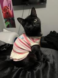 Lost Female Cat last seen mustang canyon drive, Galloway, OH 43119