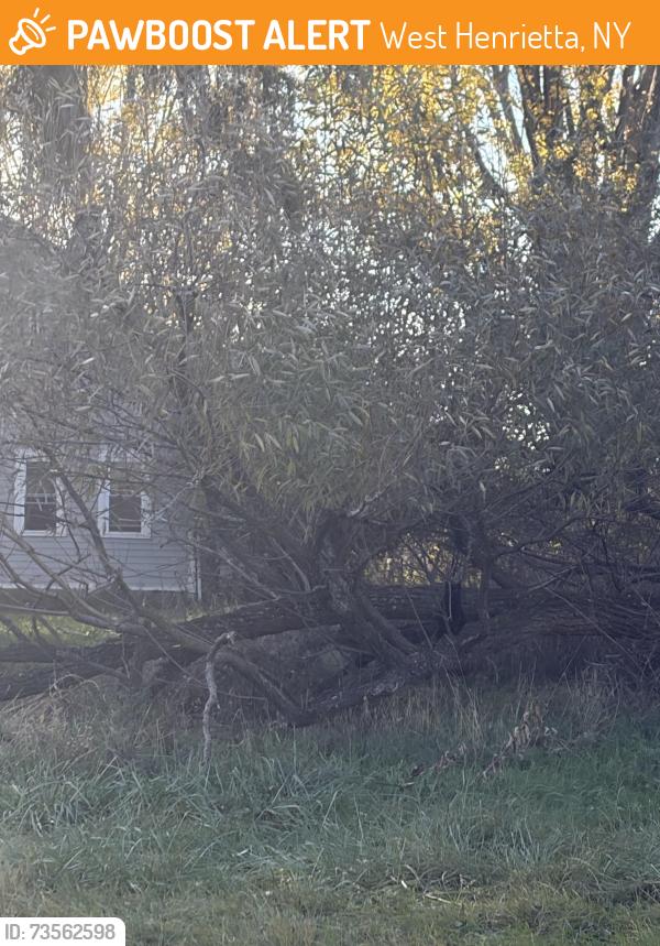 Found/Stray Unknown Cat last seen In field by east river road and cape Henry trail, West Henrietta, NY 14586