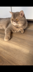 Reunited Female Cat last seen Coney Island, Brooklyn, NY 11223