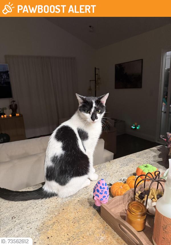 Found/Stray Male Cat last seen Atlanta, Huntington Beach, CA 92646