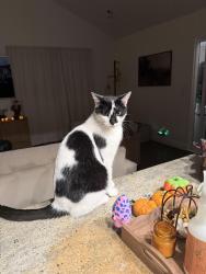 Found/Stray Male Cat last seen Atlanta, Huntington Beach, CA 92646