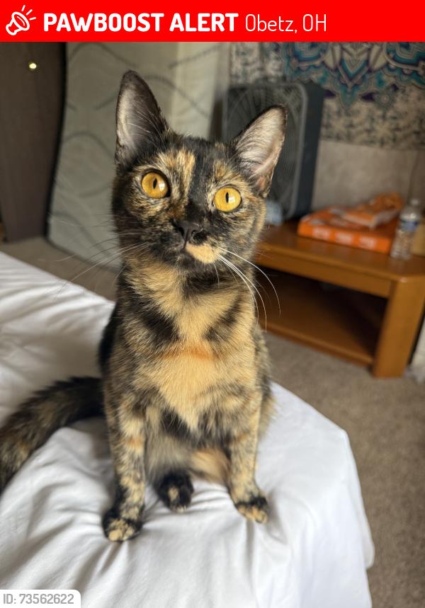 Lost Female Cat last seen maureen blvd, Obetz, OH 43207