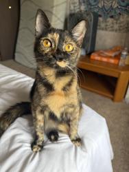 Lost Female Cat last seen maureen blvd, Obetz, OH 43207