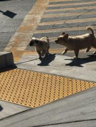 Found/Stray Unknown Dog last seen E Tabor st, Fairfield, CA 94533