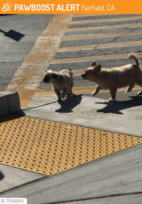 Found/Stray Unknown Dog last seen E Tabor st, Fairfield, CA 94533
