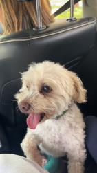 Lost Male Dog last seen Bird road, Miami, FL 33165