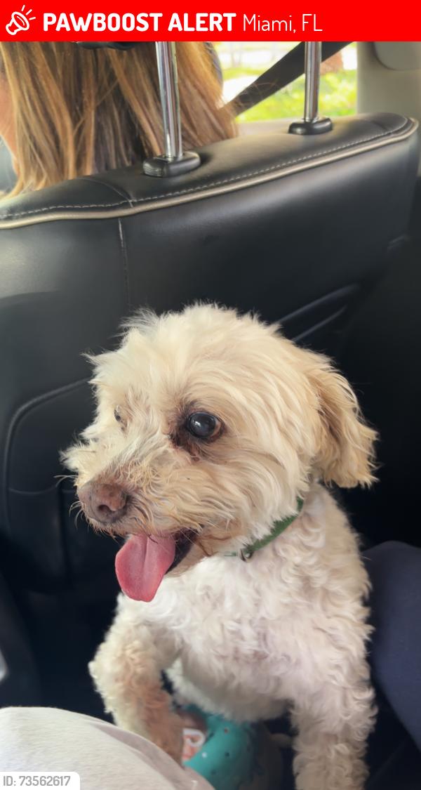 Lost Male Dog last seen Bird road, Miami, FL 33165