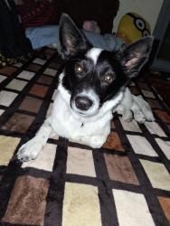 Lost Male Dog last seen Albertsons and CVS, Las Vegas, NV 89121