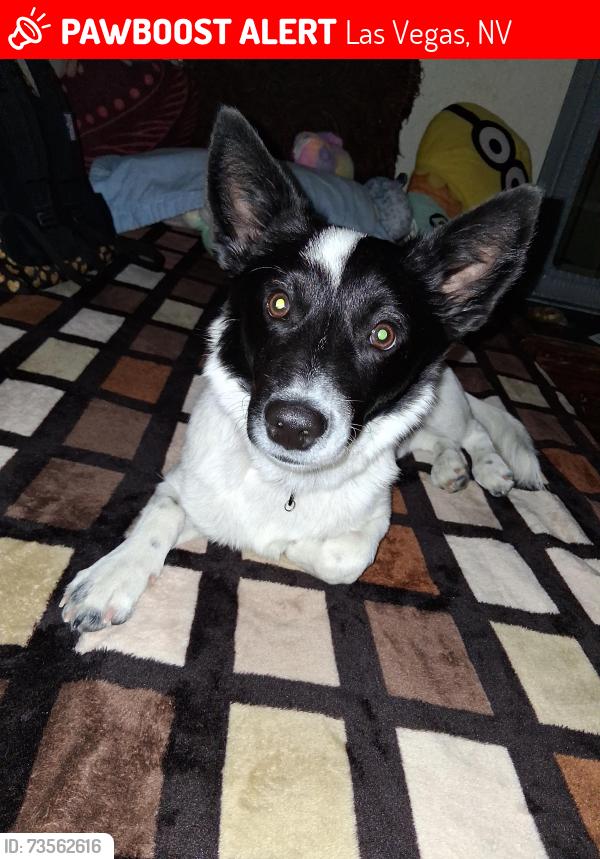 Lost Male Dog last seen Albertsons and CVS, Las Vegas, NV 89121