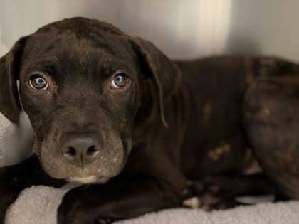 Shelter Stray Male Dog last seen Downtown Memphis, Memphis, TN, 935 Farm Rd, Memphis, TN 38134, USA