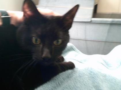 Shelter Stray Female Cat last seen DEAN WAY at WALES DR, Folsom, CA, 6201 Florin Perkins Rd, Sacramento, CA 95828, USA