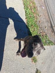 Found/Stray Female Dog last seen W Colvin St, Syracuse, NY 13207