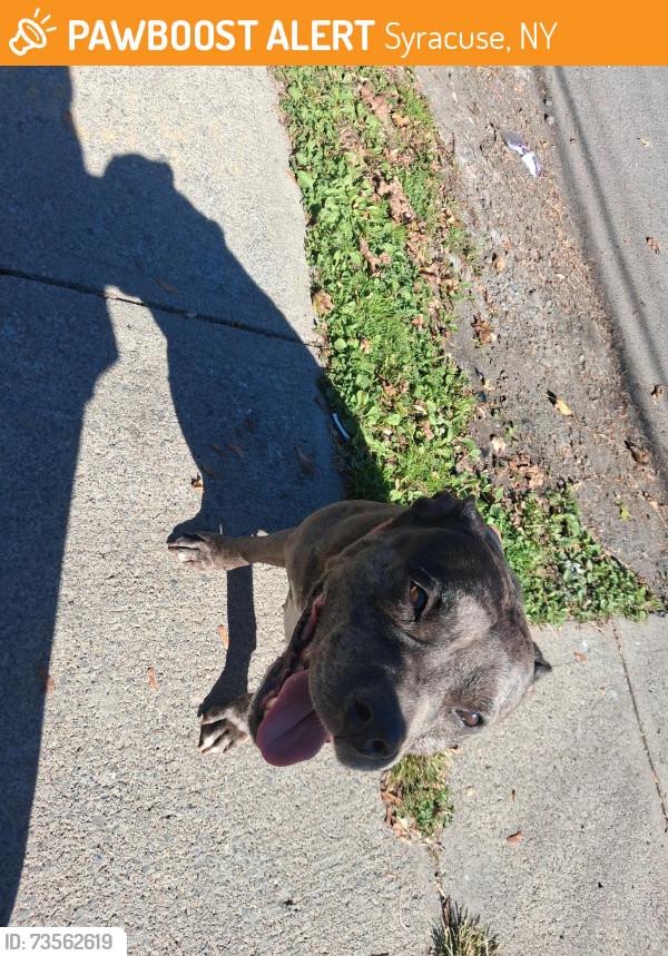 Found/Stray Female Dog last seen W Colvin St, Syracuse, NY 13207