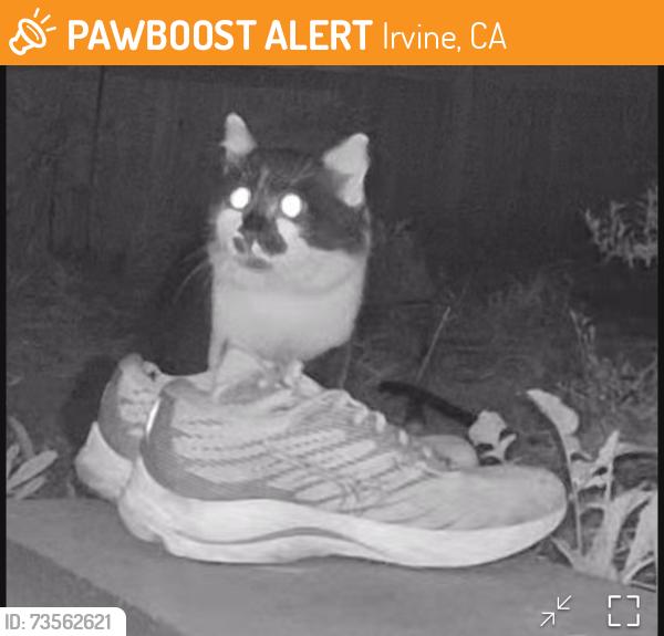 Found/Stray Unknown Cat last seen Hawkcreek and Sassafras, Irvine, CA 92618