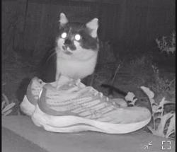 Found/Stray Unknown Cat last seen Hawkcreek and Sassafras, Irvine, CA 92618