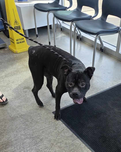 Shelter Stray Male Dog last seen Near Ricardo Ln, North District, TX, 355 Hillshire Dr, Haslet, TX 76052, USA
