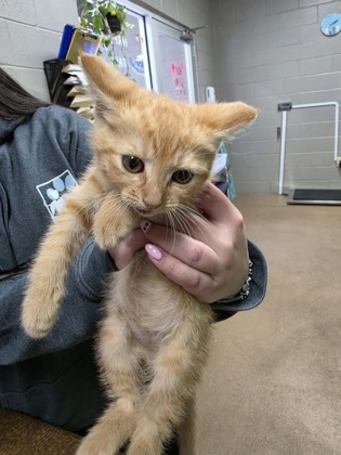 Shelter Stray Female Cat last seen Near Mountain View Road, 29626, Anderson County, SC, 1320 US-29, Anderson, SC 29626, USA