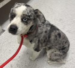 Shelter Stray Male Dog last seen 75th Ave by the storage facility neatr the BART, Oakland, CA, 1101 29th Ave, Oakland, CA 94601, USA