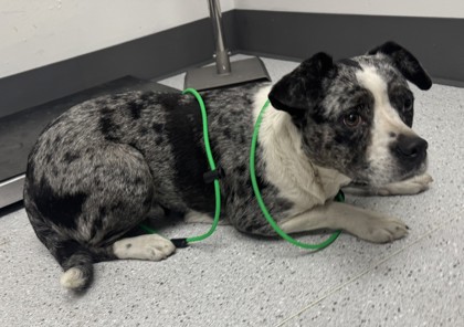 Shelter Stray Female Dog last seen 75th Ave by the storage facility neatr the BART, Oakland, CA, 1101 29th Ave, Oakland, CA 94601, USA