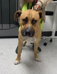 Shelter Stray Male Dog last seen Fruitvale Station, Oakland,, 1101 29th Ave, Oakland, CA 94601, USA