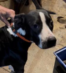 Shelter Stray Female Dog last seen Near Finger Rd., Knox County ASO, TN, 3201 Division St, Knoxville, TN 37919, USA