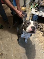 Shelter Stray Female Dog last seen Near Finger Rd., Knox County ASO, TN, 3201 Division St, Knoxville, TN 37919, USA