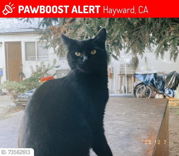Lost Female Cat last seen Marín and South garden, Hayward, CA 94541
