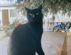 Lost Female Cat last seen Marín and South garden, Hayward, CA 94541