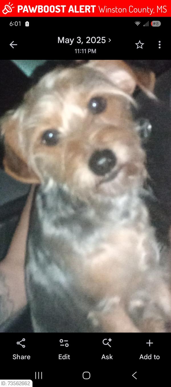 Lost Male Dog last seen Hwy 14, Winston County, MS 39108