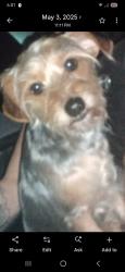 Lost Male Dog last seen Hwy 14, Winston County, MS 39108
