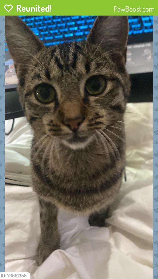 Reunited Male Cat last seen Near Alison Road Kenridge, Cape Town, WC 7550