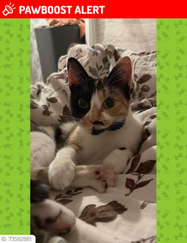 Lost Female Cat last seen Borough Green High Street, Borough Green, England 