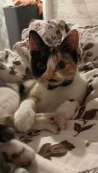 Lost Female Cat last seen Borough Green High Street, Borough Green, England 