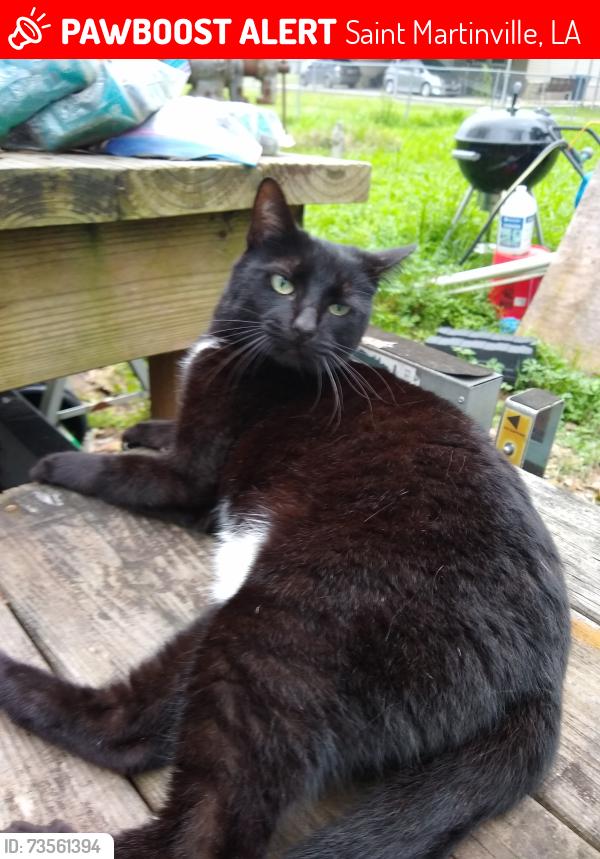 Lost Female Cat last seen Near St.Martin Parish Library on Porter St, Saint Martinville, LA 70582
