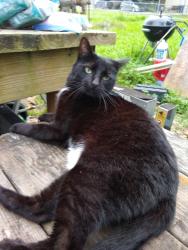 Lost Female Cat last seen Near St.Martin Parish Library on Porter St, Saint Martinville, LA 70582