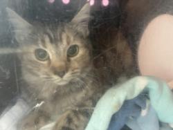 Shelter Stray Female Cat last seen Near S Pueblo Street, SALT LAKE CITY, UT, 84104, 511 W 3900 S, Salt Lake City, UT 84123, USA