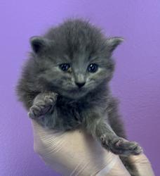Shelter Stray Female Cat last seen Near N Redwood Road, SALT LAKE CITY, UT, 84116, 511 W 3900 S, Salt Lake City, UT 84123, USA