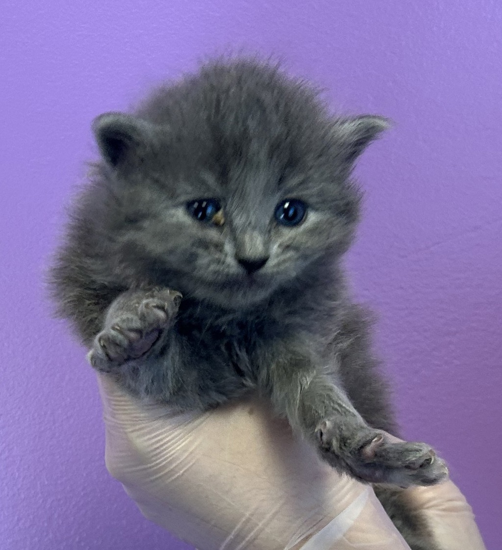 Shelter Stray Female Cat last seen Near N Redwood Road, SALT LAKE CITY, UT, 84116, 511 W 3900 S, Salt Lake City, UT 84123, USA