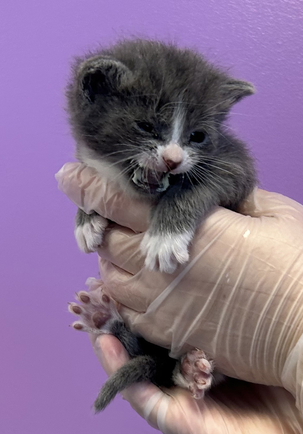Shelter Stray Male Cat last seen Near N Redwood Road, SALT LAKE CITY, UT, 84116, 511 W 3900 S, Salt Lake City, UT 84123, USA