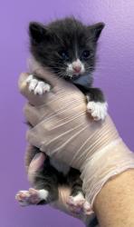 Shelter Stray Male Cat last seen Near N Redwood Road, SALT LAKE CITY, UT, 84116, 511 W 3900 S, Salt Lake City, UT 84123, USA