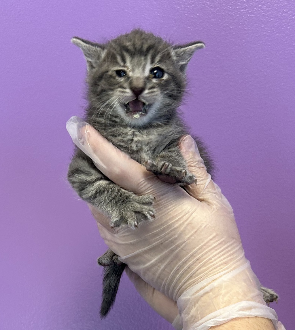 Shelter Stray Male Cat last seen Near N Redwood Road, SALT LAKE CITY, UT, 84116, 511 W 3900 S, Salt Lake City, UT 84123, USA