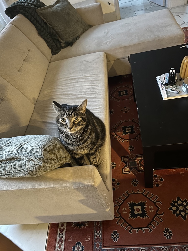 Shelter Stray Male Cat last seen Near W 112th Street, NEW YORK, NY, 10026, 326 E 110th St, New York, NY 10029, USA