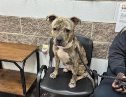 Shelter Stray Male Dog last seen Near Lexington Avenue, NEW YORK, NY, 10029, 326 E 110th St, New York, NY 10029, USA