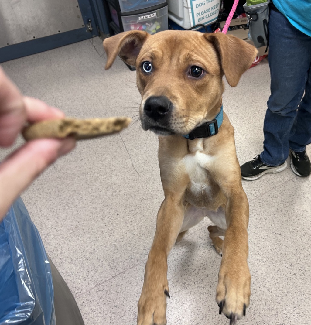Shelter Stray Male Dog last seen N/a, NEW YORK, NY, 10029, 326 E 110th St, New York, NY 10029, USA