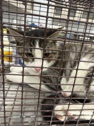 Shelter Stray Male Cat last seen Near Broadmoor Drive, LAFAYETTE, LA, 70503, 410 Dugas Rd, Lafayette, LA 70507, USA