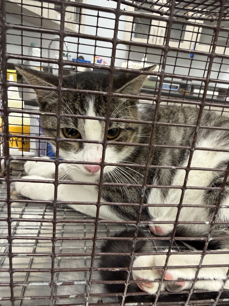 Shelter Stray Male Cat last seen Near Broadmoor Drive, LAFAYETTE, LA, 70503, 410 Dugas Rd, Lafayette, LA 70507, USA