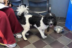 Shelter Stray Male Dog last seen E 180th Street, BRONX, NY, 10460, 326 E 110th St, New York, NY 10029, USA