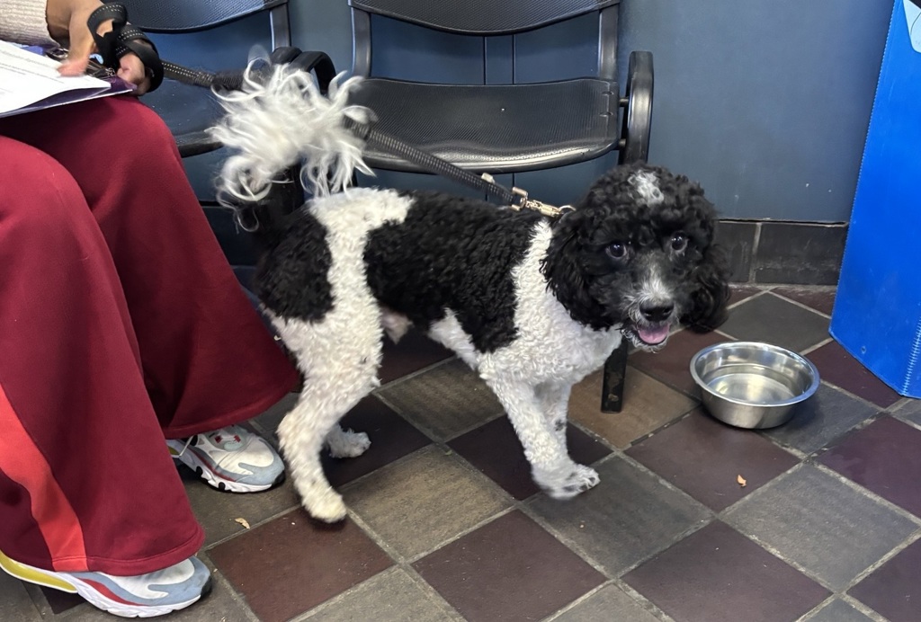 Shelter Stray Male Dog last seen E 180th Street, BRONX, NY, 10460, 326 E 110th St, New York, NY 10029, USA