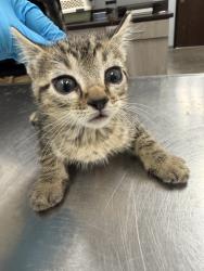 Shelter Stray Male Cat last seen LA, 410 Dugas Rd, Lafayette, LA 70507, USA