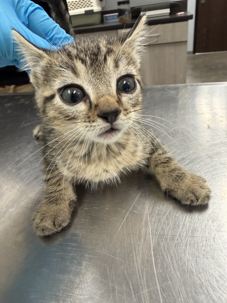 Shelter Stray Male Cat last seen LA, 410 Dugas Rd, Lafayette, LA 70507, USA